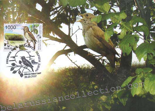 Thrush nightingale (Luscinia luscinia)